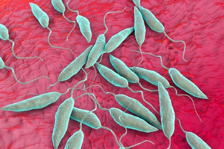 Leishmania Parasitic Protozoa, Illustration