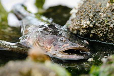 Closeup of an adult plainfin midshipman fish (Porichthys notatus) in a Puget Sound tide pool, sitting partially above the shallow water