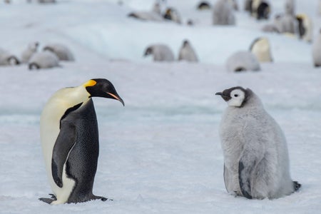 Emperor penguin (Aptenodytes fosteri) Adult with fuzzy chick