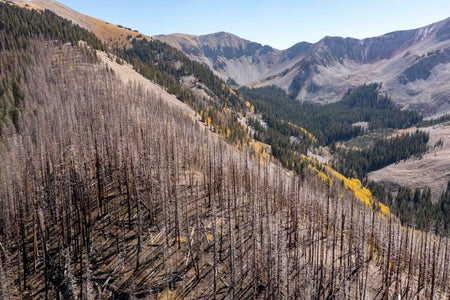 Mountainous landscape with dead trees in foreground.