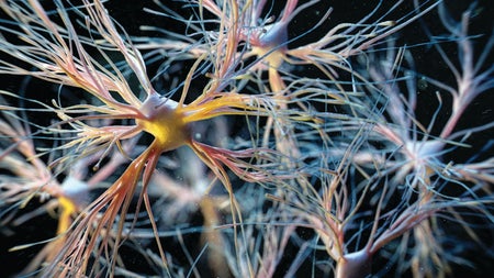 An illustration of a mass of lines, tubes connecting spherical objects identified as cells in the central nervous system.