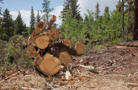 Large cur down trees on forest floor in front of young trees standing.