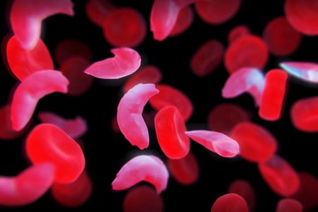 Red and pink circular and half moon shaped cells floating on black background.