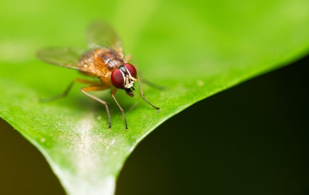 A fruitfly on a green leaf.