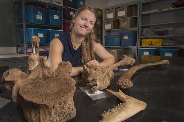 Recovered bones and stone tools from the Page-Ladson site on the Aucilla River