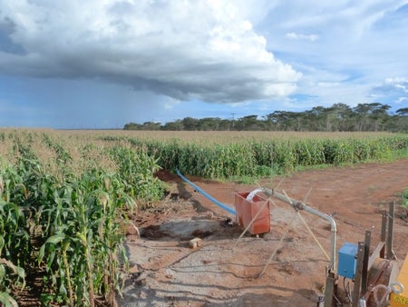 Corn field with above-ground irrigation system