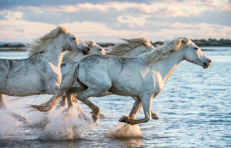 White Camargue Horses galloping on the water