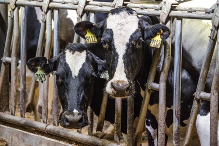 Black and white dairy cows eating hay and silage