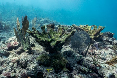 Bleached coral on reef