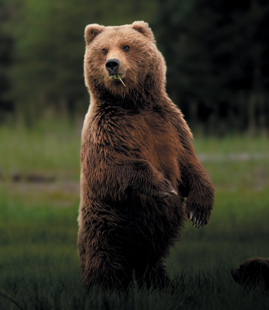 A mature female grizzly stands tall