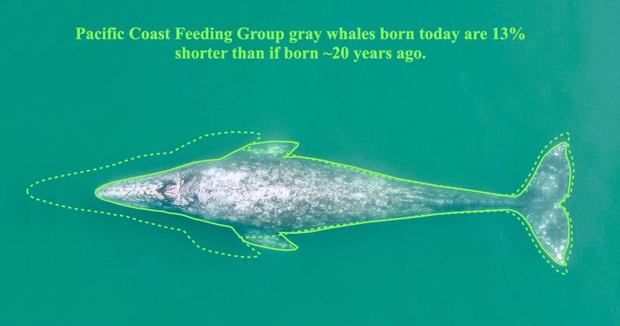 Overhead drone photograph of a gray whale with a graphic overlaid showing the comparative size of larger gray whales born 20 years ago, vs smaller gray whales born today which are 13% shorter